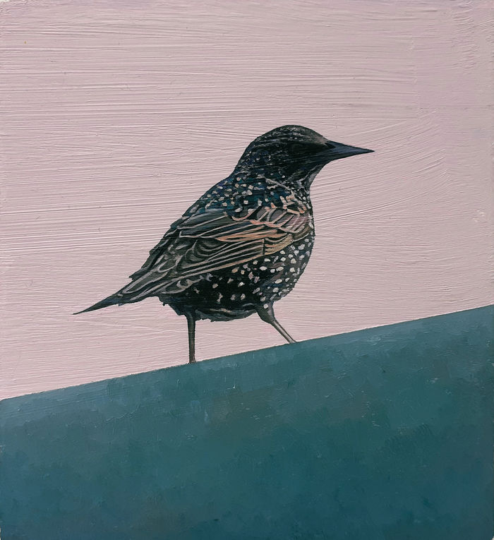 Starling (SOLD)
