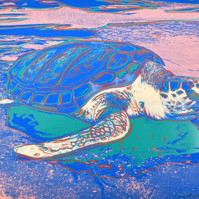 Turtle (F&S II.360A)